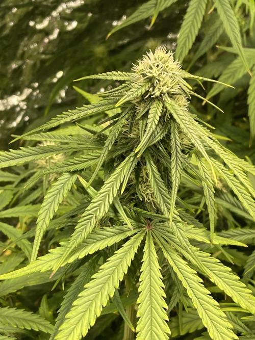 2025 SEP (MID). Week 3