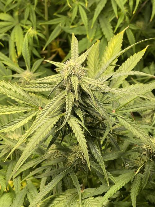 2025 SEP (MID). Week 3