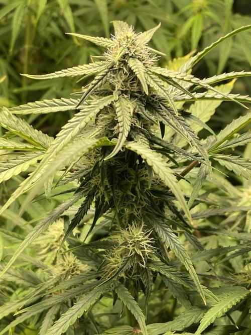 2025 SEP (MID). Week 3