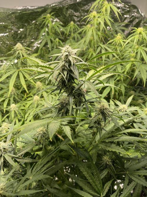 2025 SEP (MID). Week 3