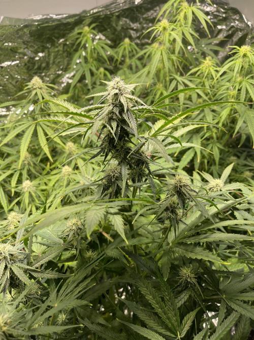 2025 SEP (MID). Week 3