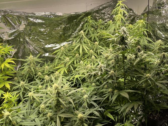 2025 SEP (MID). Week 3