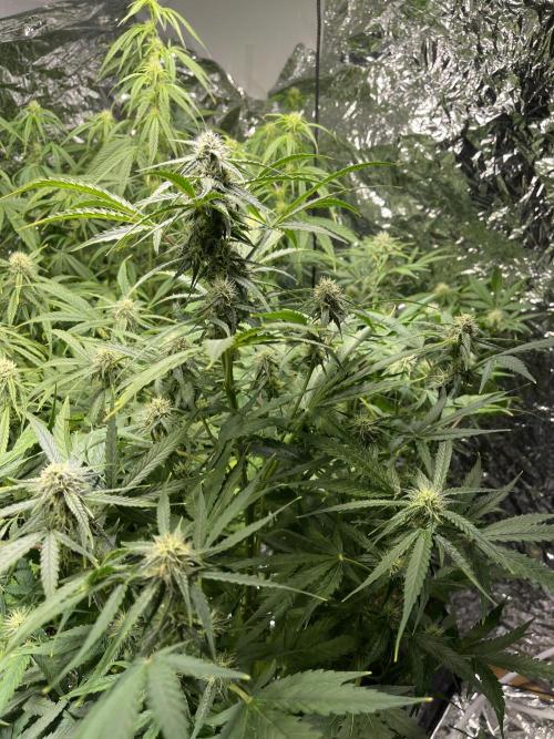 2025 SEP (MID). Week 3