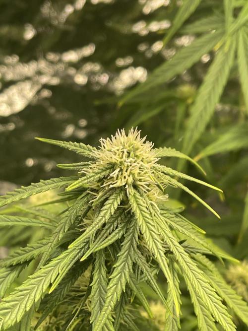 2025 SEP (MID). Week 3