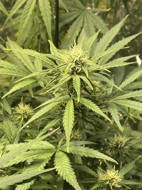 2025 SEP (MID). Week 3