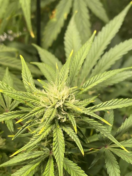 2025 SEP (MID). Week 3