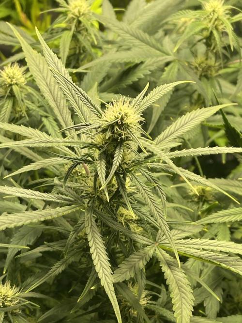 2025 SEP (MID). Week 3