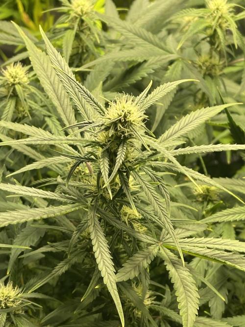 2025 SEP (MID). Week 3