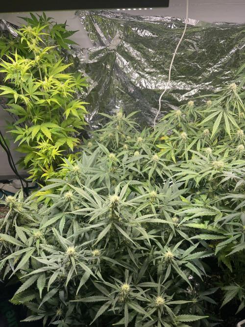 2025 SEP (MID). Week 3