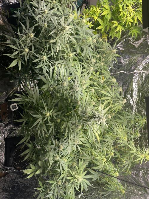 2025 SEP (MID). Week 3