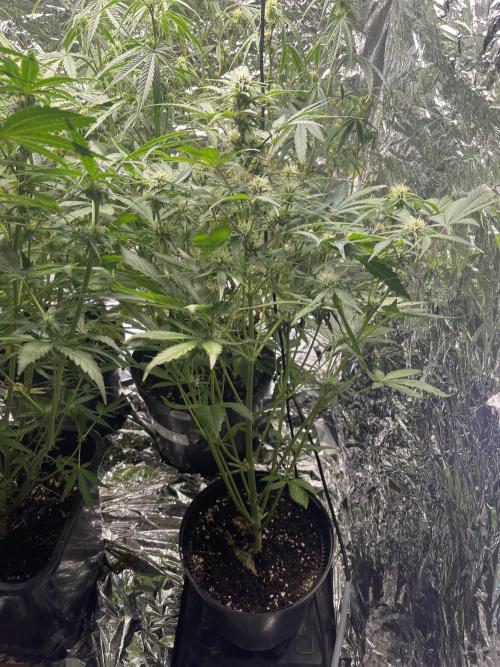 2025 SEP (MID). Week 3