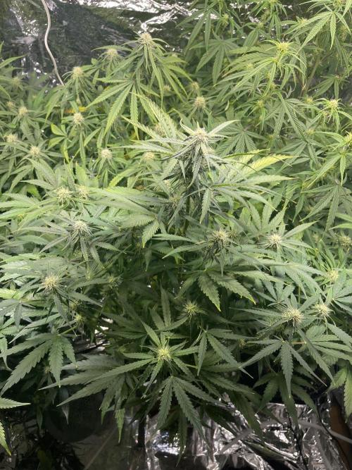 2025 SEP (MID). Week 3