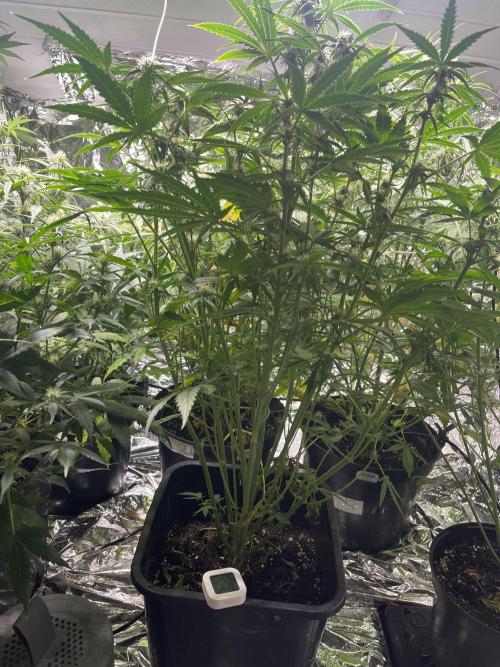 2025 SEP (MID). Week 3