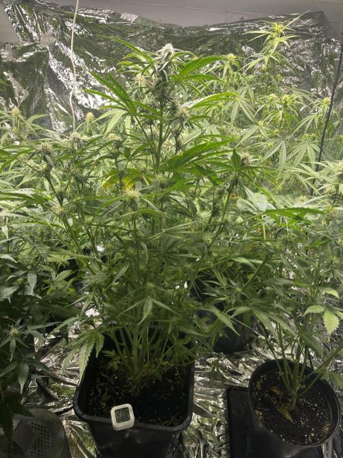 2025 SEP (MID). Week 3