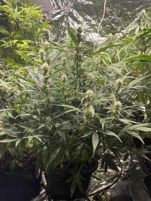 2025 SEP (MID). Week 3