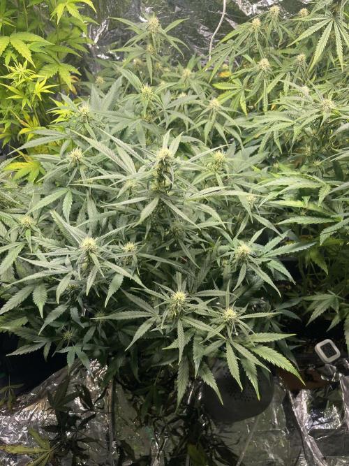 2025 SEP (MID). Week 3