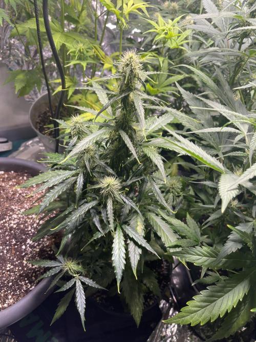 2025 SEP (MID). Week 3