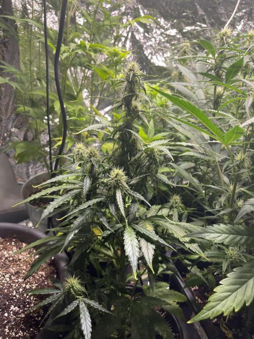 2025 SEP (MID). Week 3