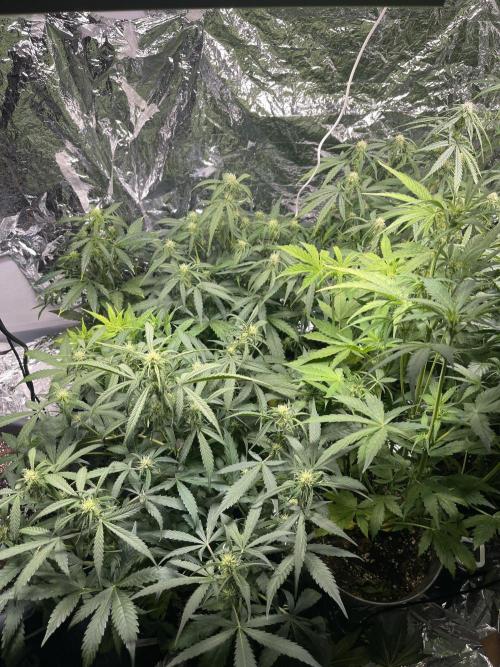 2025 SEP (MID). Week 3