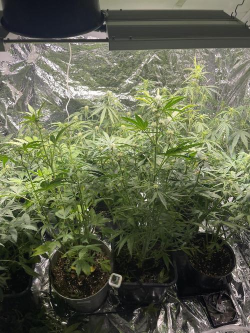 2025 SEP (MID). Week 3