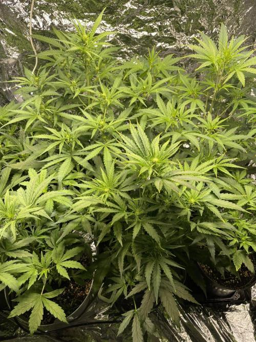 2025 SEP (MID). Week 3