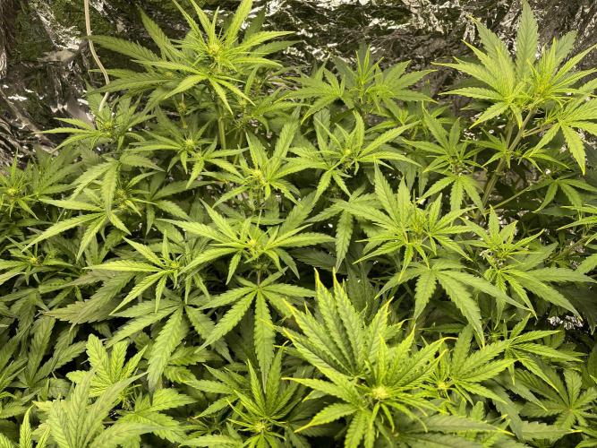 2025 SEP (MID). Week 3