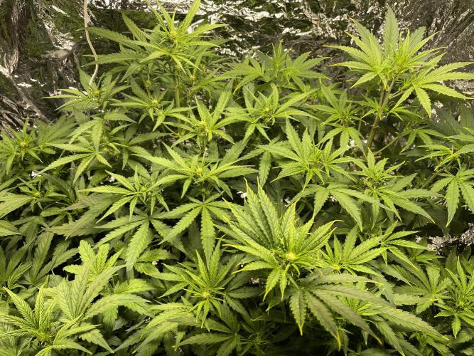 2025 SEP (MID). Week 3