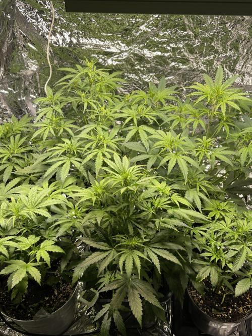 2025 SEP (MID). Week 3