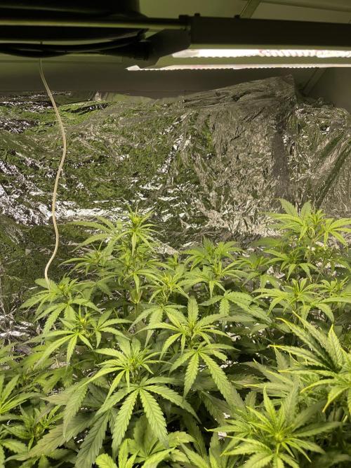 2025 SEP (MID). Week 3