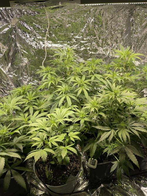 2025 SEP (MID). Week 3