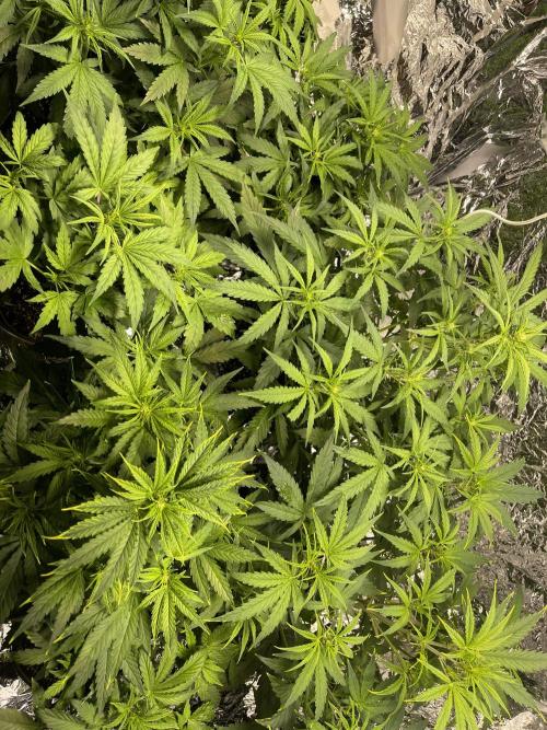 2025 SEP (MID). Week 3