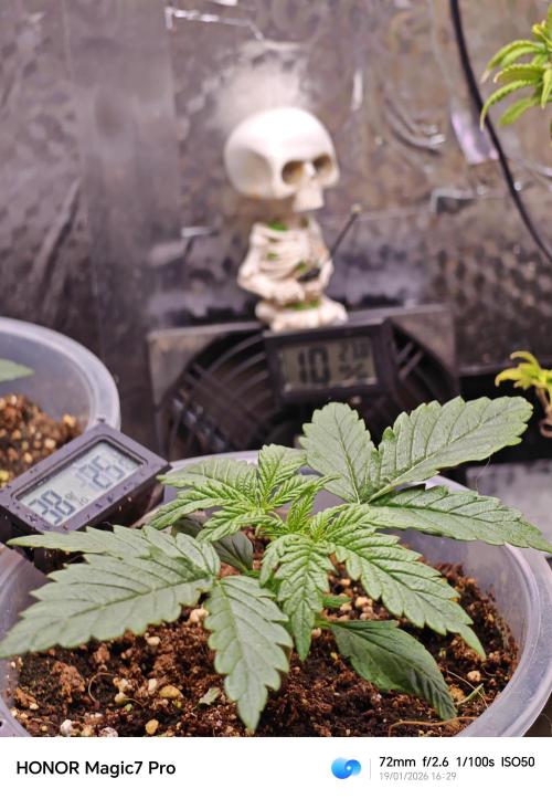 Mexikan Airlines Automatik. Week 0 - Mexikan Airlines Automatik 