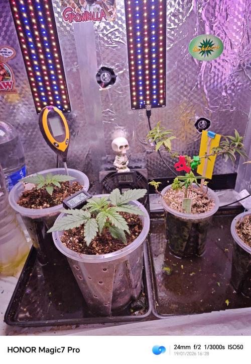 Mexikan Airlines Automatik. Week 0 - 🍁❤️