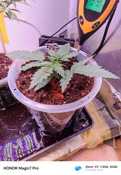 Grow. Week 2 - Mexikan Airlines Automatik 