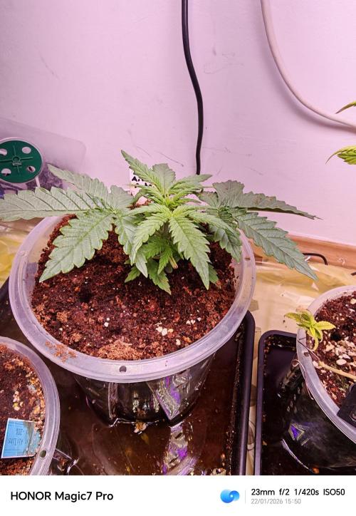 Grow. Week 2 - Mexikan Airlines Automatik 