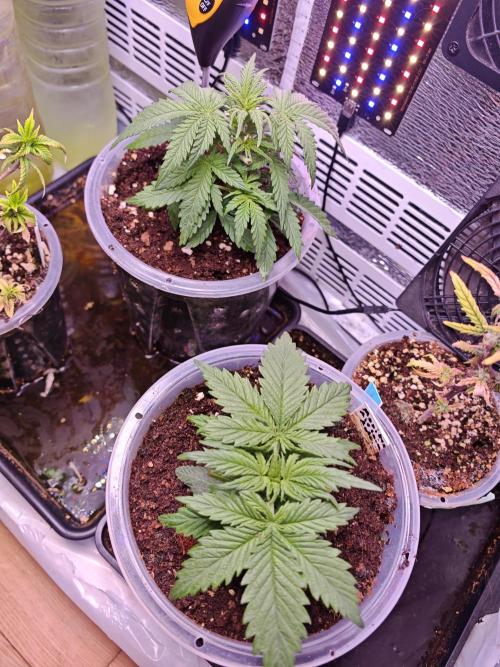 Stealth Grow Schrank. Week 3 - Mexikan Airlines Automatik 🍁❤️