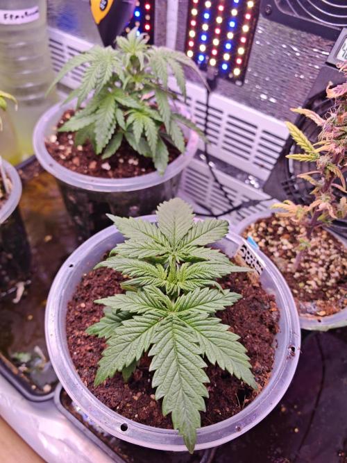 Stealth Grow Schrank. Week 3 - Die geben ordentlich Gas ! 