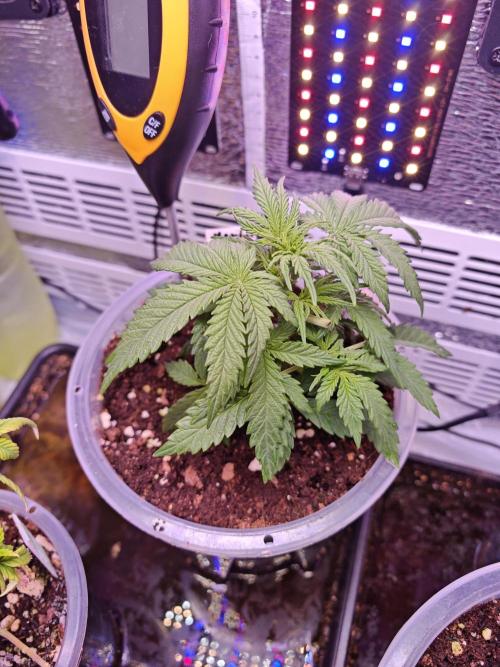 Stealth Grow Schrank. Week 3 - 🍁❤️