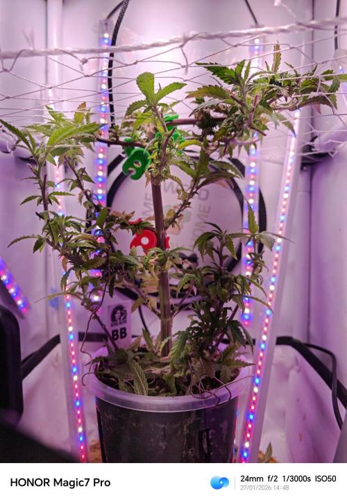 Big Bud. Week 1 - Big Bud Tag 2 nach Licht Umstellung auf 12 Stunden 