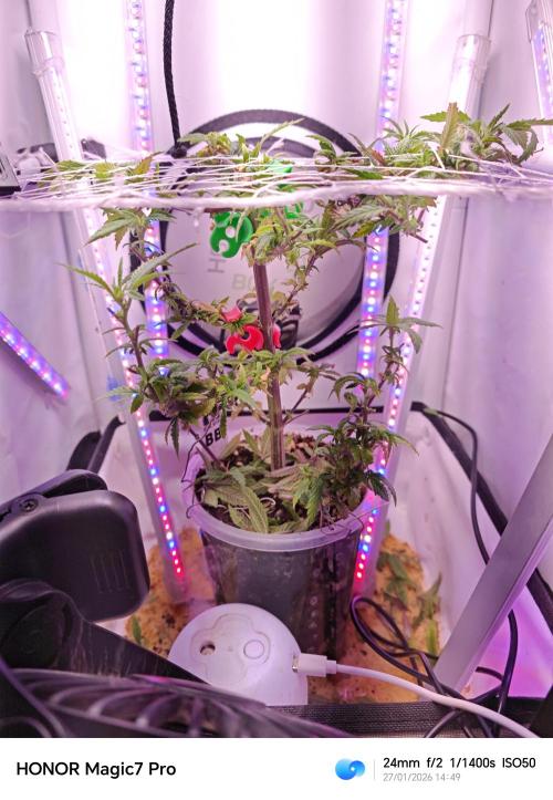 Big Bud. Week 1 - Big Bud 