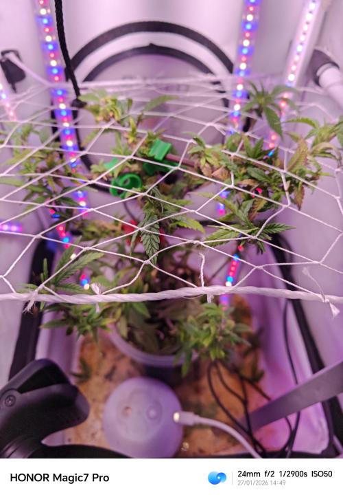 Big Bud. Week 1 - Big Bud 