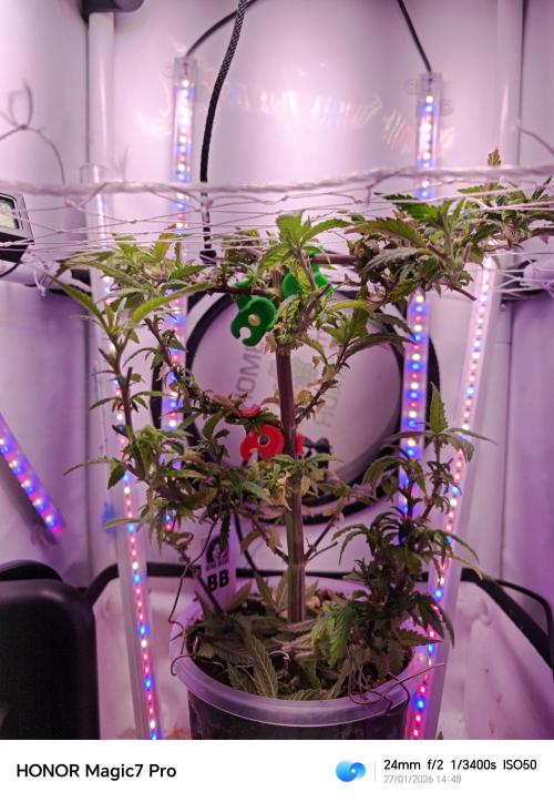 Big Bud. Week 1 - Big Bud 🍁❤️