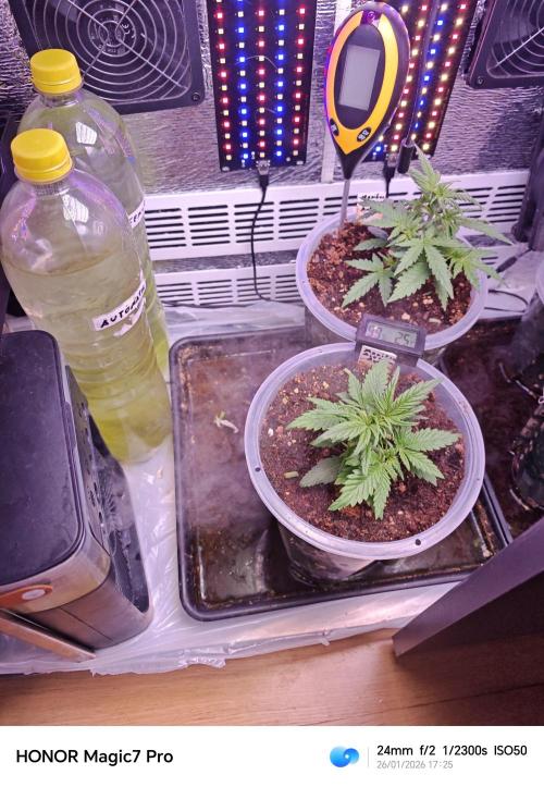 Stealth Grow Schrank. Week 3