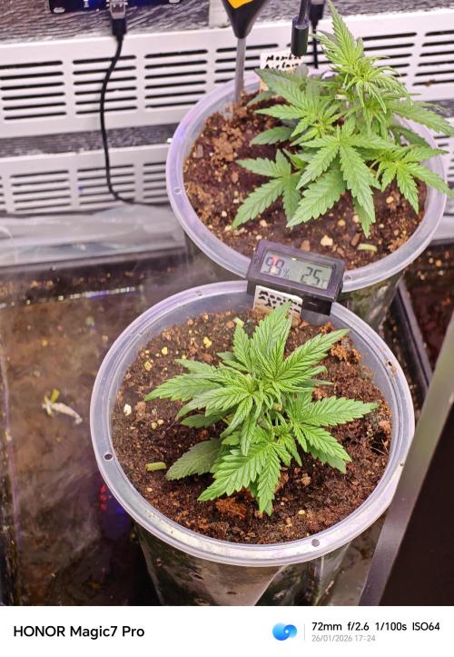 Stealth Grow Schrank. Week 3