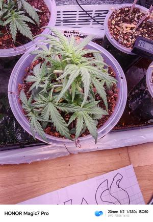 Comment by Roots89 photo #3