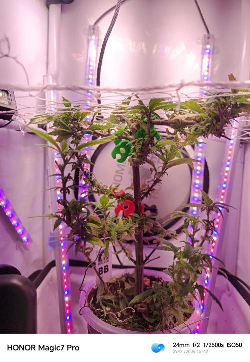 Home Box Ambient Q30. Week 1