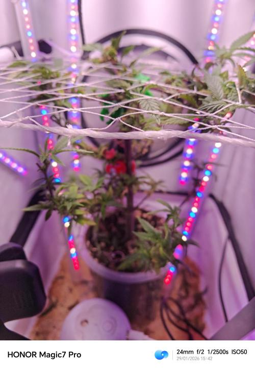 Home Box Ambient Q30. Week 1