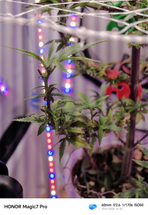 Home Box Ambient Q30. Week 1