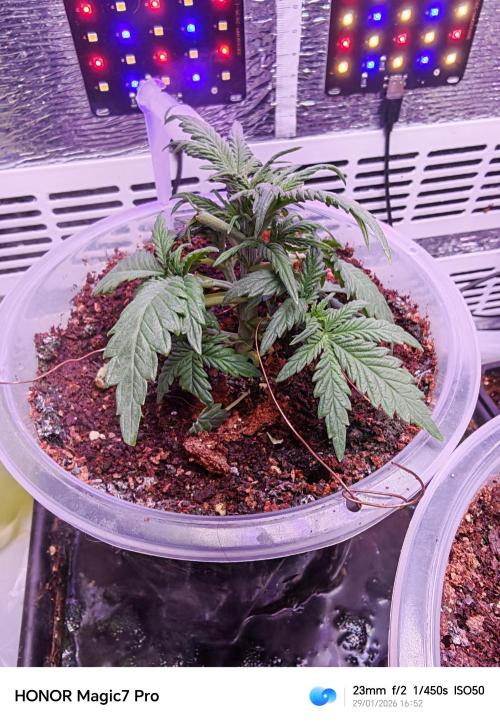 Stealth Grow Schrank. Week 3