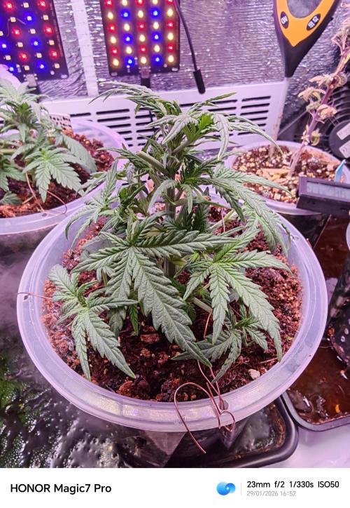 Stealth Grow Schrank. Week 3 - Bisschen Training 😁